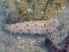 Holothuria albiventer