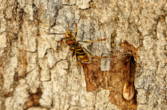 Xylotrechus chinensis