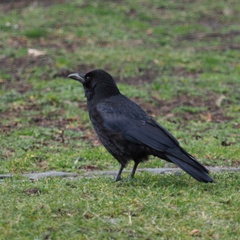 Corvus corone