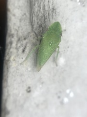 Xerophloea majesta