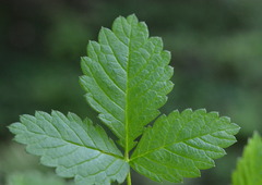 Agrimonia rostellata