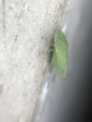Xerophloea majesta