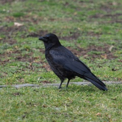 Corvus corone