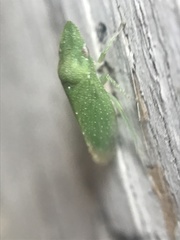 Xerophloea majesta