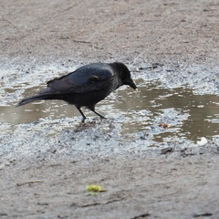Corvus corone