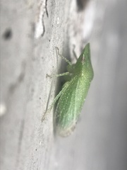 Xerophloea majesta