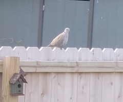 Streptopelia decaocto