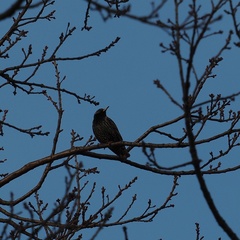 Sturnus vulgaris