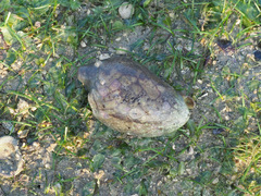 Cymbiola nobilis