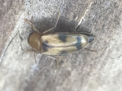 Diclidia