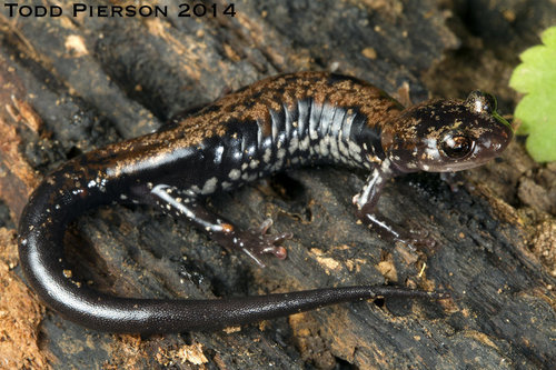 Rich Mountain Salamander