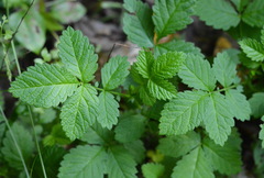 Agrimonia rostellata