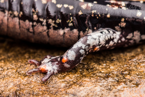 Rich Mountain Salamander