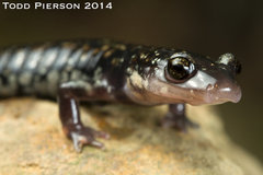 Rich Mountain Salamander photo 2