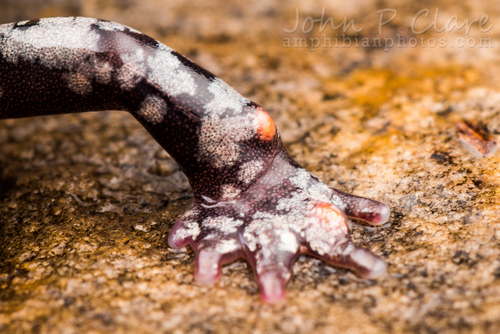 Rich Mountain Salamander