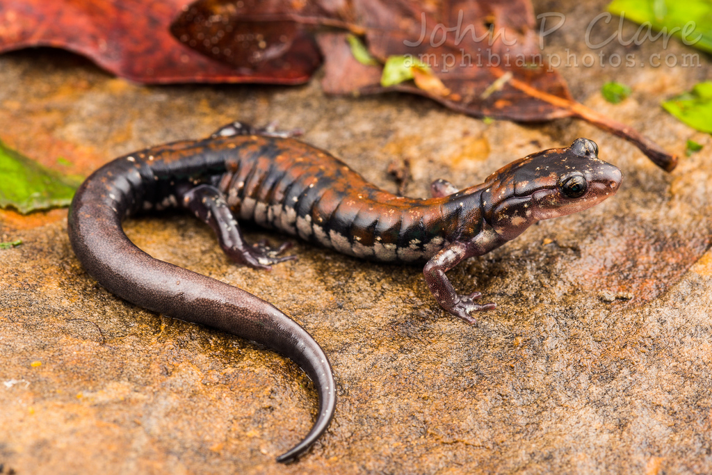 Rich Mountain Salamander