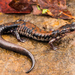 Salamandra de Las Montañas Rich - Photo (c) John Clare, algunos derechos reservados (CC BY-NC-ND)