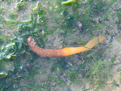 Veretillum