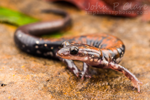 Rich Mountain Salamander