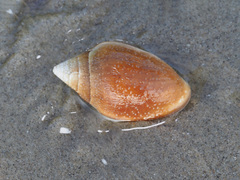 Ellobiidae