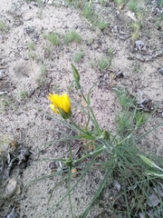 Tragopogon bjelorussicus