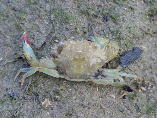 crenate swimming crab