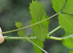 Agrimonia rostellata