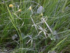 Ranunculus variabilis