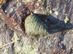 Neritoidea