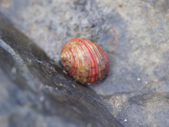 Neritoidea
