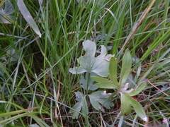 Ranunculus variabilis