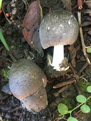 Volvariella volvacea