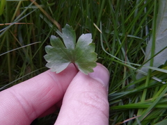 Ranunculus variabilis