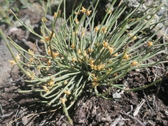 Ephedra distachya