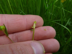 Ranunculus variabilis