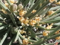 Ephedra distachya