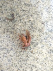 Melolontha melolontha