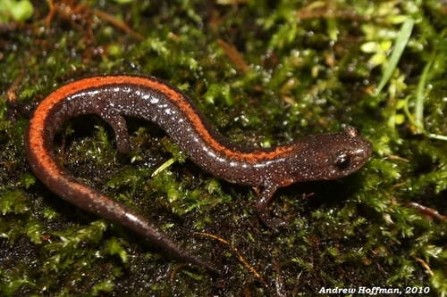 Ozark Zigzag Salamander