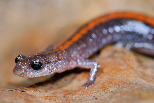 Ozark Zigzag Salamander