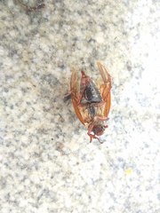 Melolontha melolontha