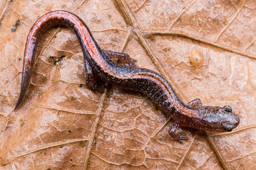 Ozark Zigzag Salamander