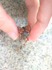 Melolontha melolontha