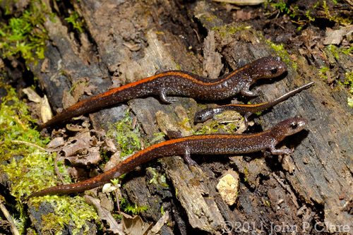 Ozark Zigzag Salamander