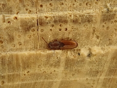 Cryptolestes duplicatus