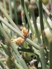 Ephedra distachya