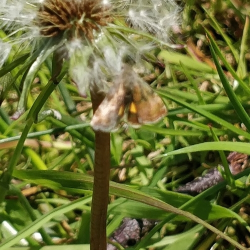 Small Yellow Underwing, Wageningen, Campus/Atlas, 6708 PB Wageningen, Nederland, photo 9 of 10