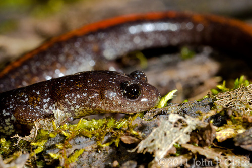 Ozark Zigzag Salamander