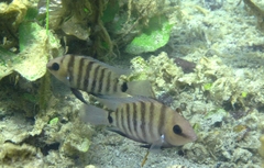 Chetumal Cichlid photo 3