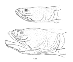 Halfblind Goby photo 2
