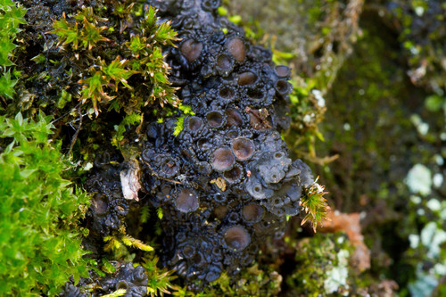 Collema bachmanianum image